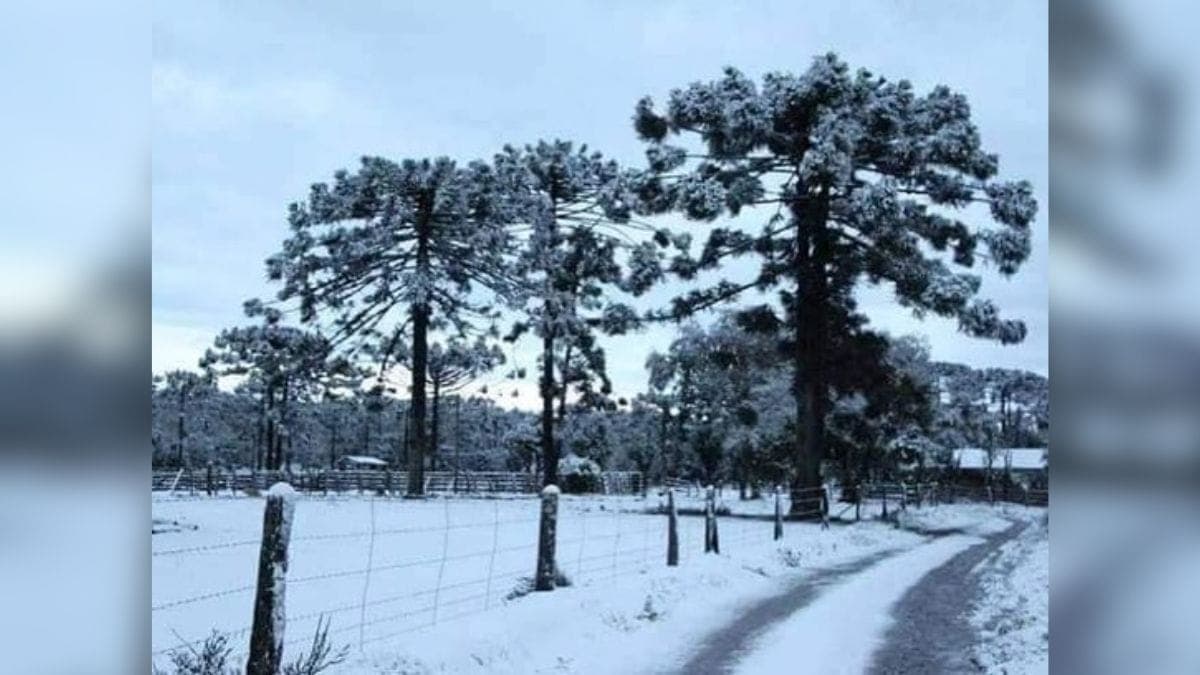 Canoinhas: A Cidade Catarinense que Já Viu Neve e Celebra a Erva-Mate