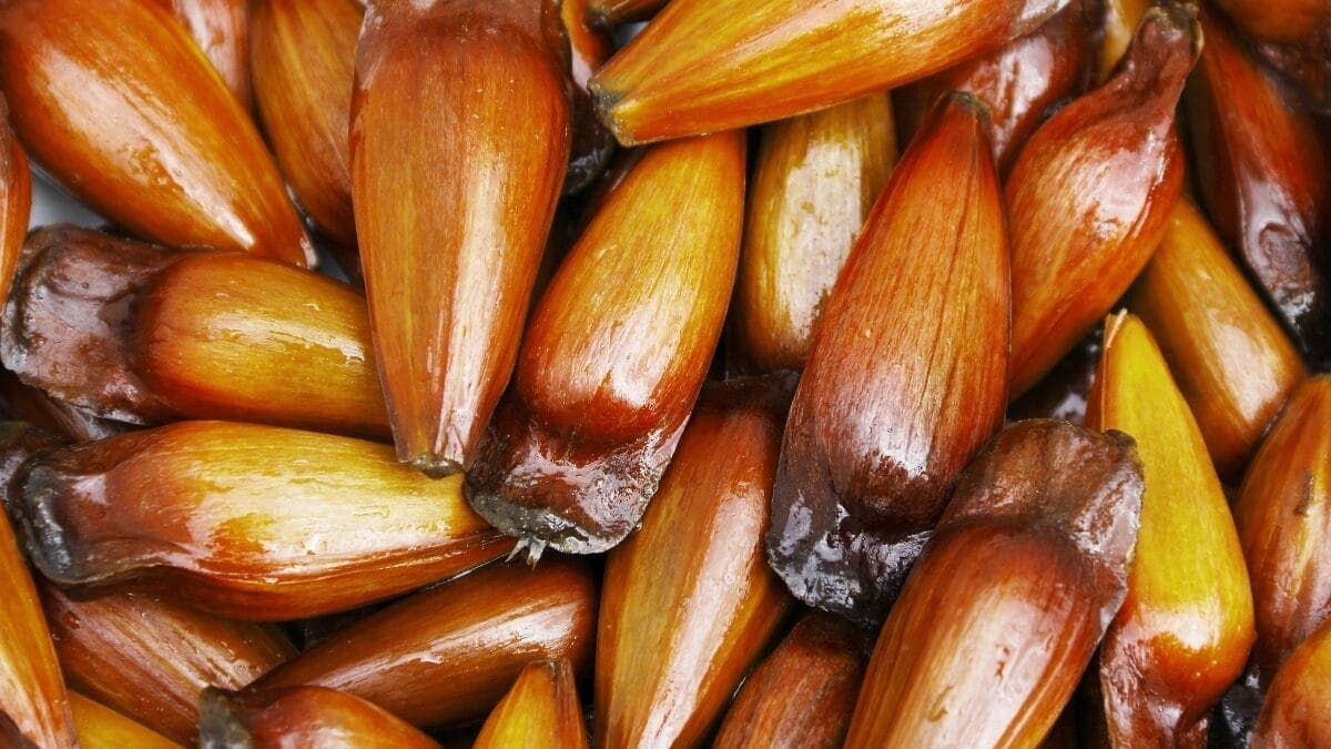 Produção de pinhão movimenta economia e sustenta milhares de famílias em Santa Catarina