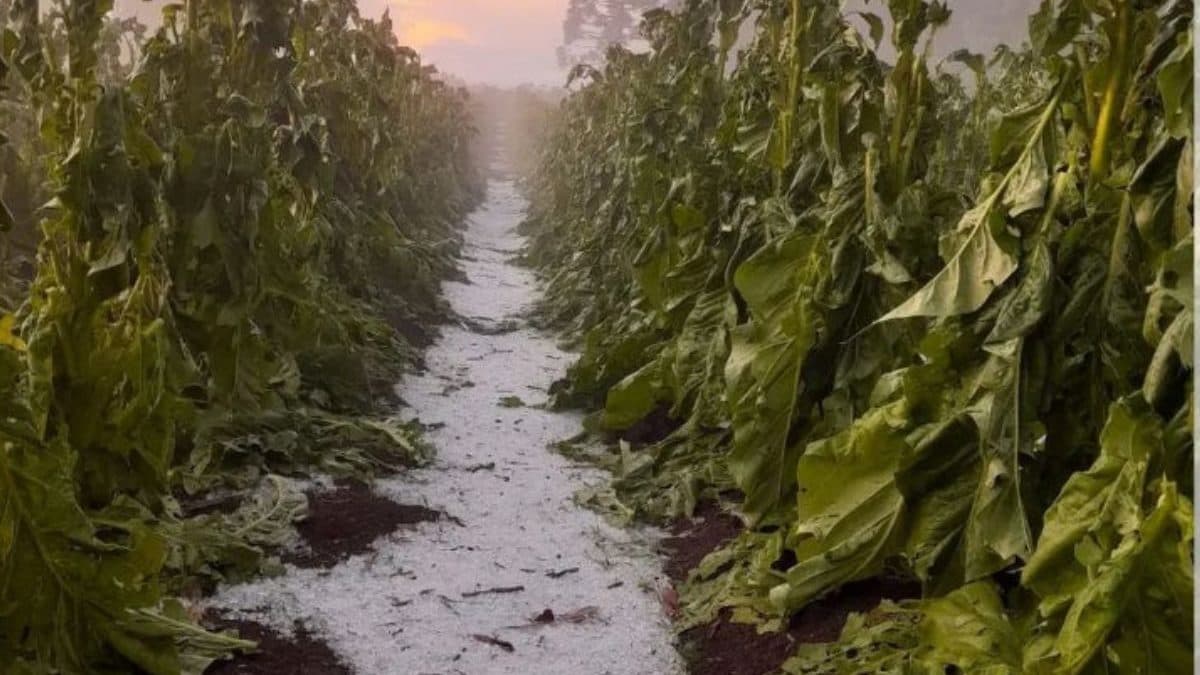 Granizo Devasta Lavouras de Tabaco e 25 Propriedades Rurais em Canoinhas